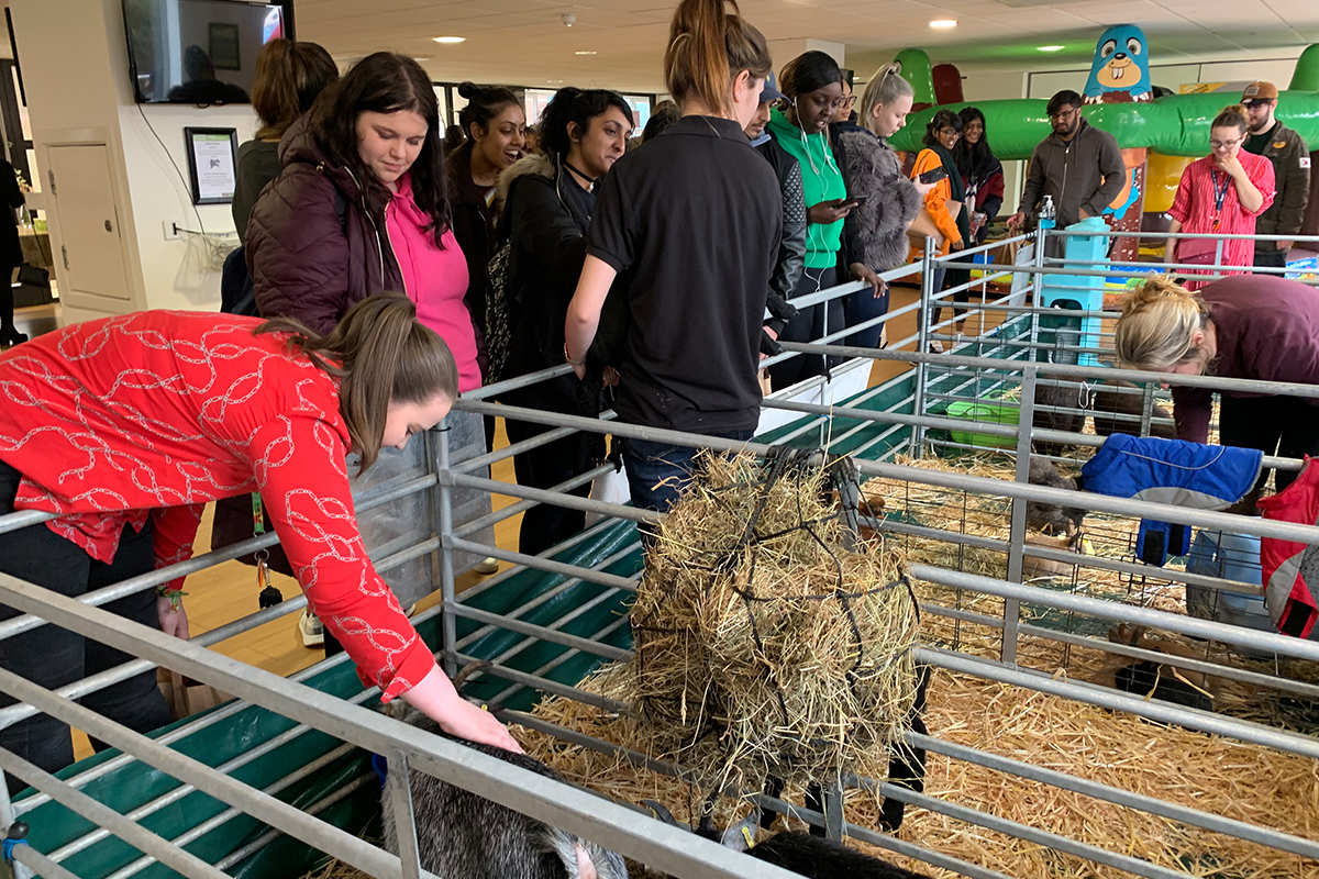 CODE Student Accommodation Mental Health Day Petting Zoo