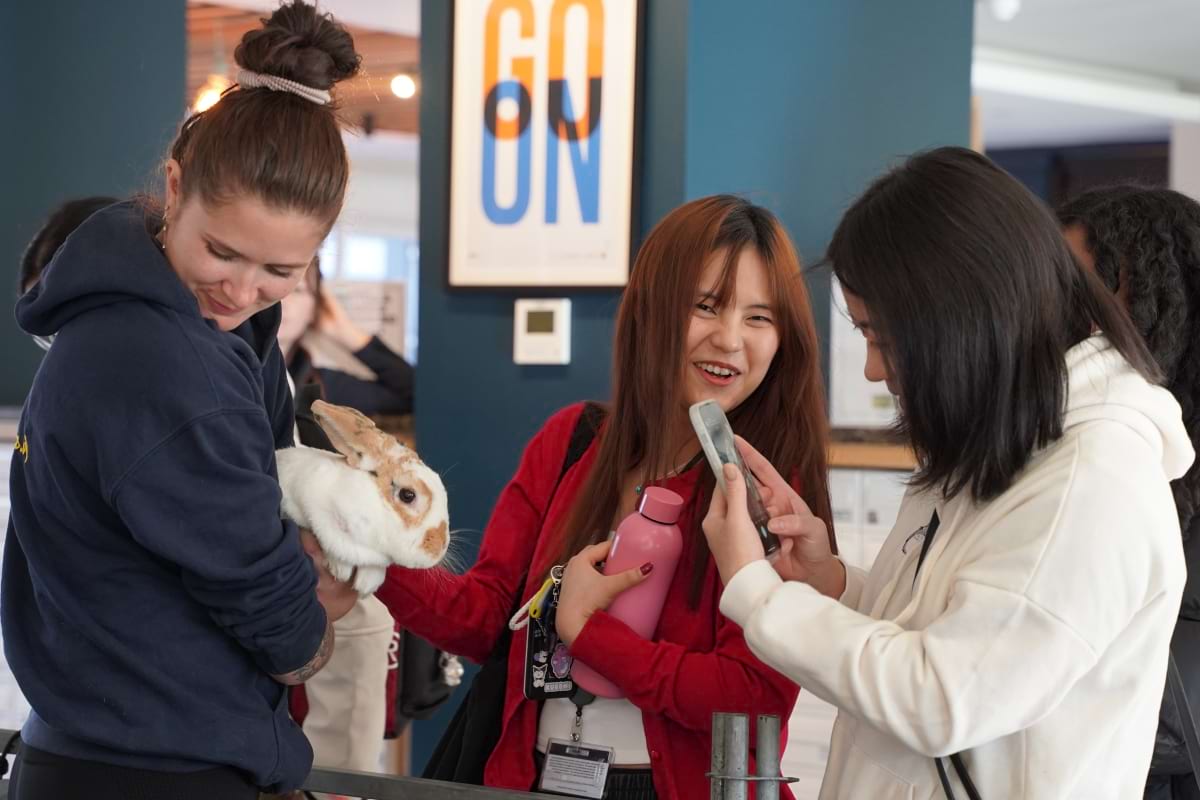 Bunny rabbit posing for the camera at the wellbeing event