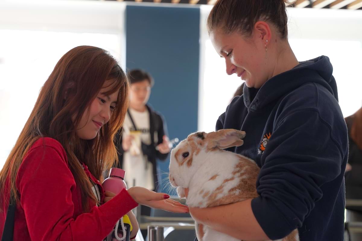 Students says hello to a bunny at the 2024 Welfare Event