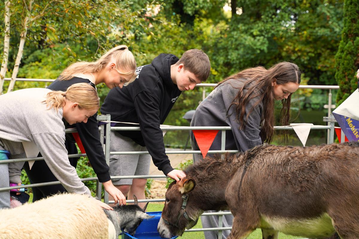 A group of friends petting a donkey, a sheep and a goat