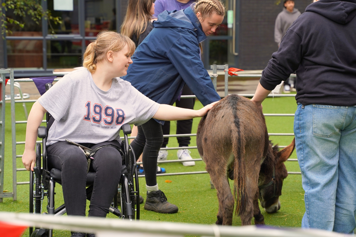 A girl in a wheelchair petting a donkey in the animal petting area