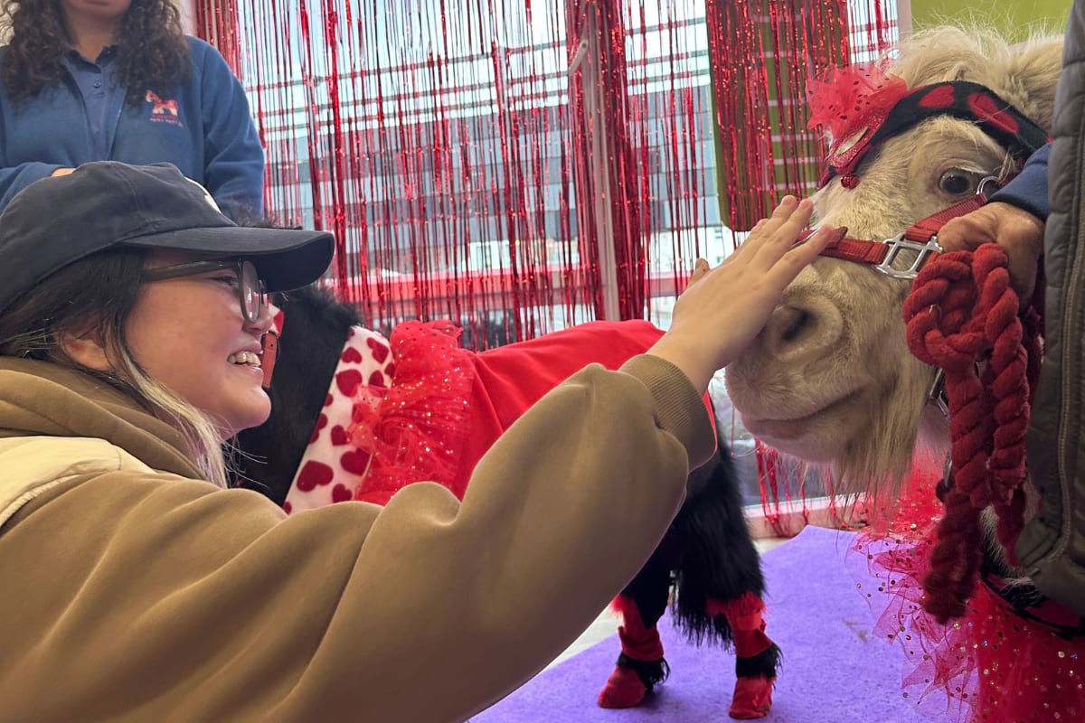 Student meeting ponies at our Lunar Party